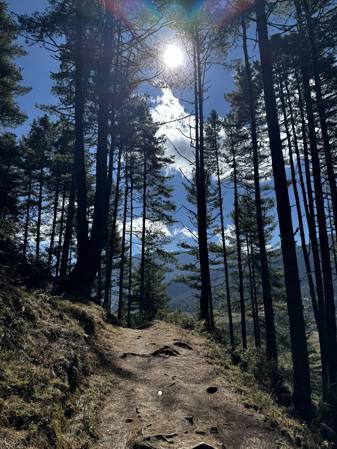 Лес в Бутане