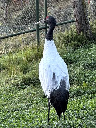 Журавль Grus nigricollis