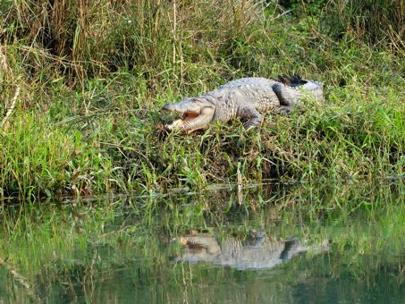 крокодил магер