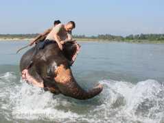 родео на слонах в Читване