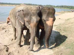 слонихи Рапти и Саураха