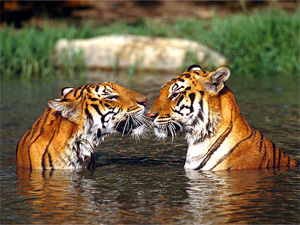 бенгальские тигры