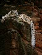 снежный леопард