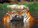 тигры в Бардии
