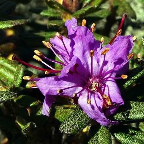 Rhododendron setosum